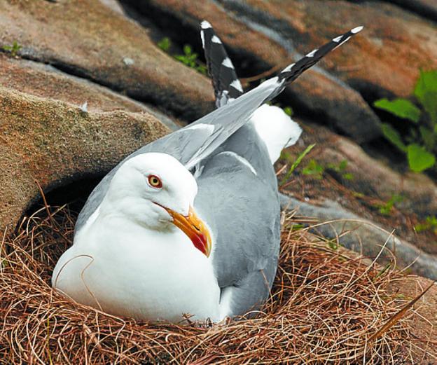 gaviota en el nido