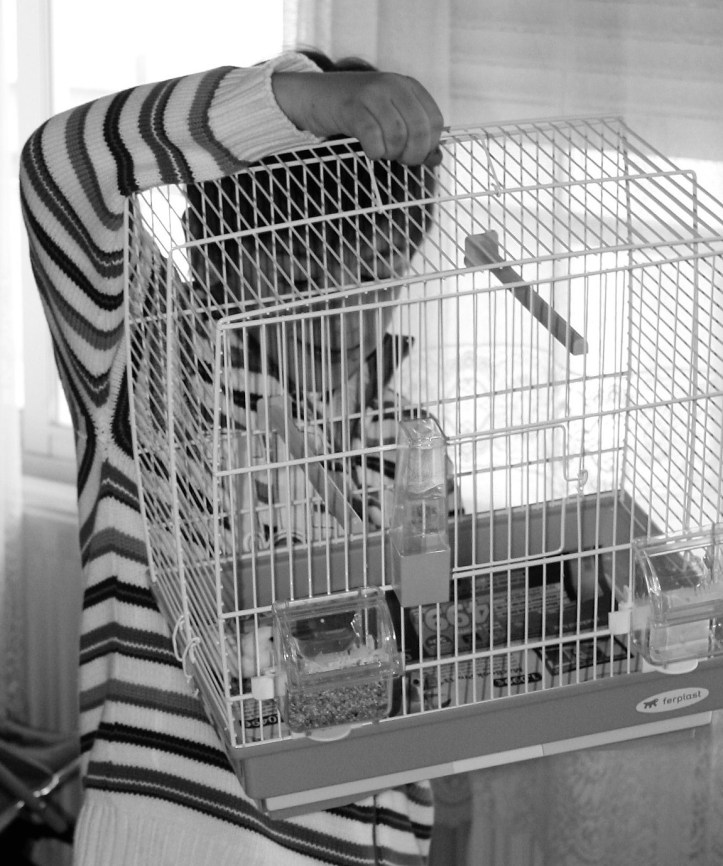 Momento del regalo de los Diamantes Mandarines.JPG