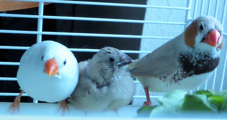 Padre, madre y primer vástago diamanate mandarín